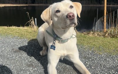 Available for Adoption: Fawn