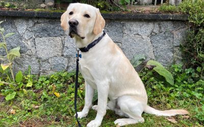 Draco II | September 2025