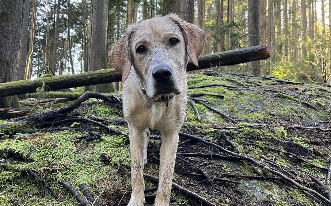 Blanco | October 2025