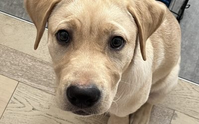 Clyde II | October 2025