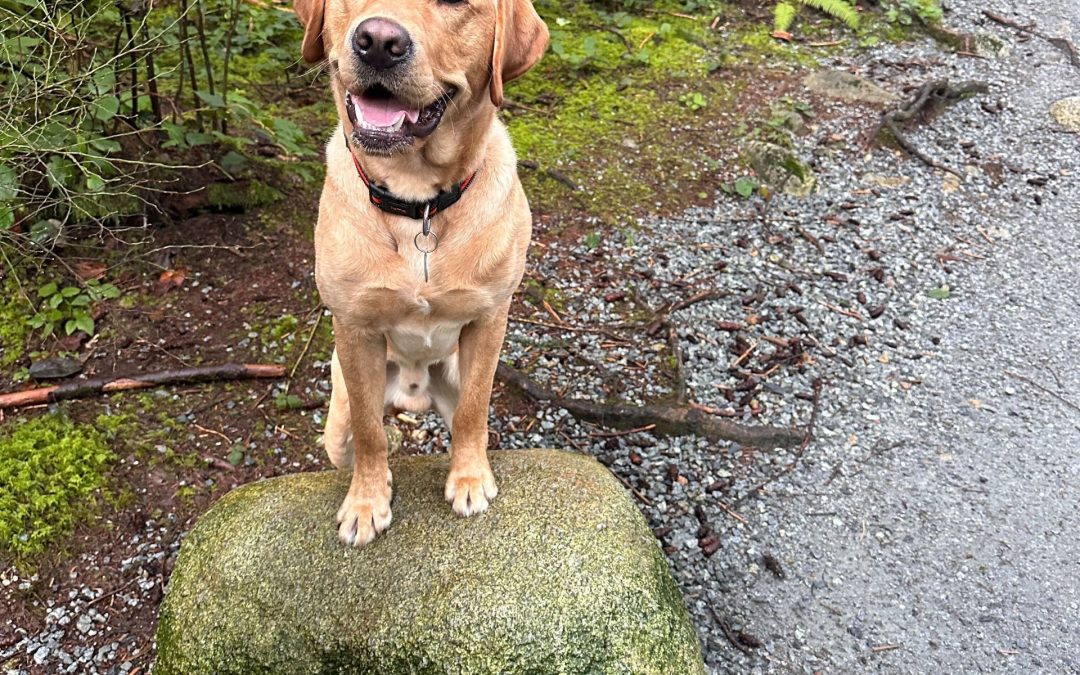 Available for Adoption: Grant