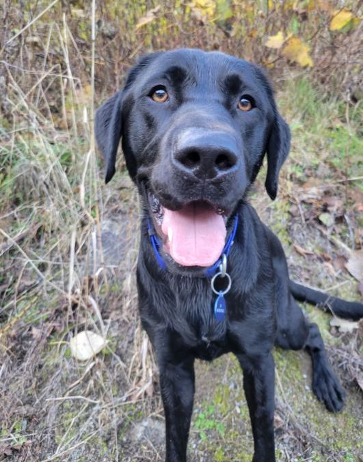 Bazinga | October 2025