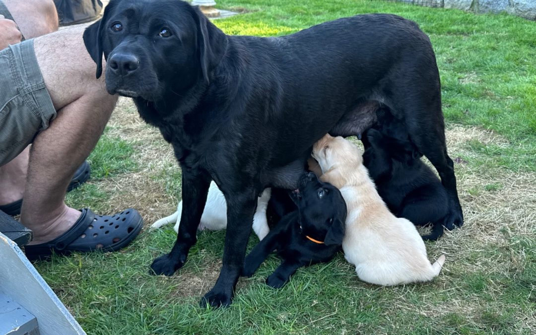 Betty II | October 2025