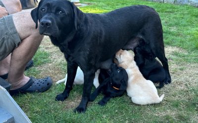 Betty II | October 2025