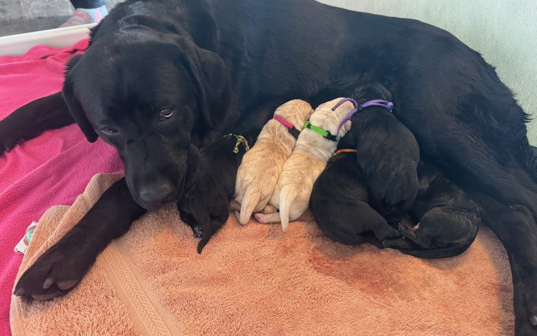 Betty II | September 2025