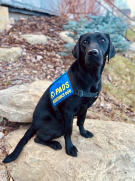 Billie II | November 2025