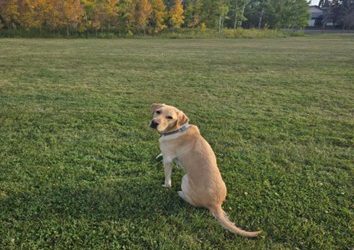 Bowden | October 2025