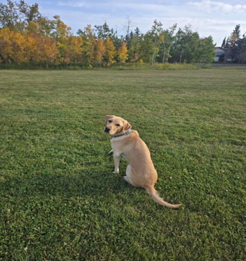 Bowden | October 2025