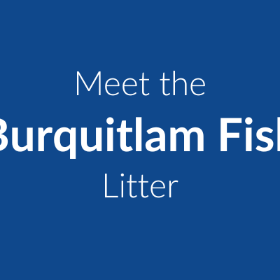 Burquitlam Fish Litter