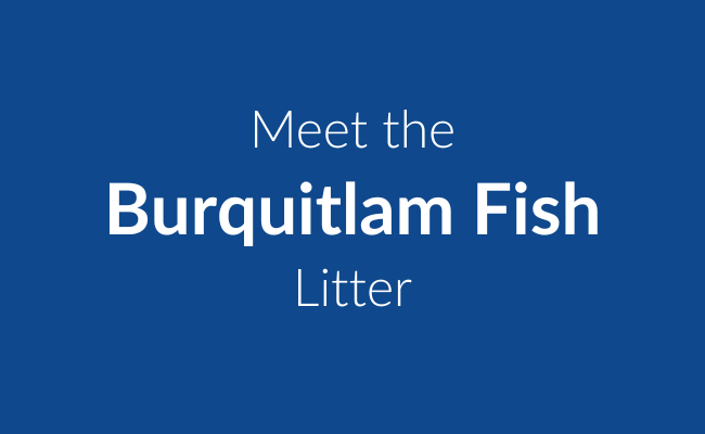 Burquitlam Fish Litter