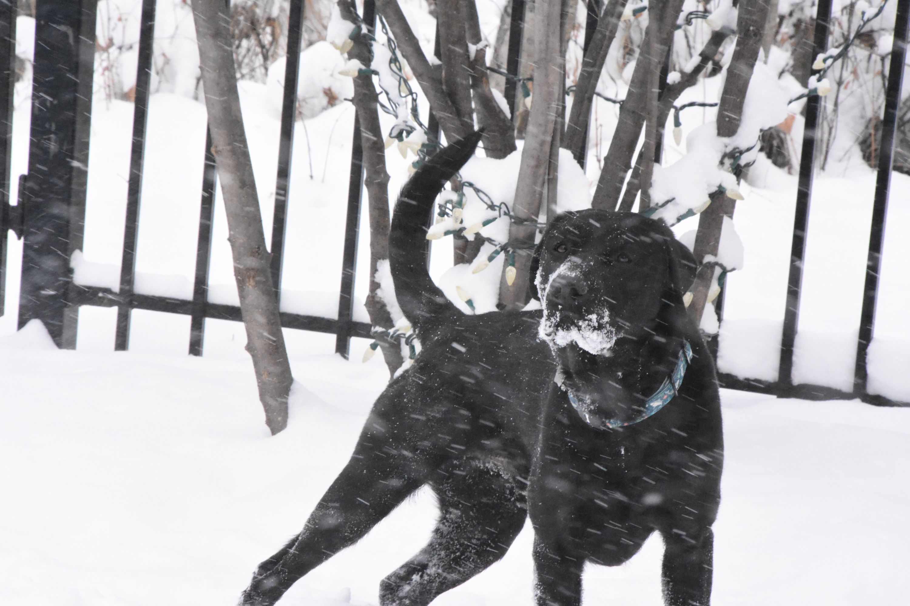 Chet | November 2025