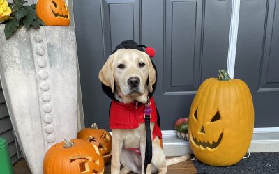 Fendie | October 2025