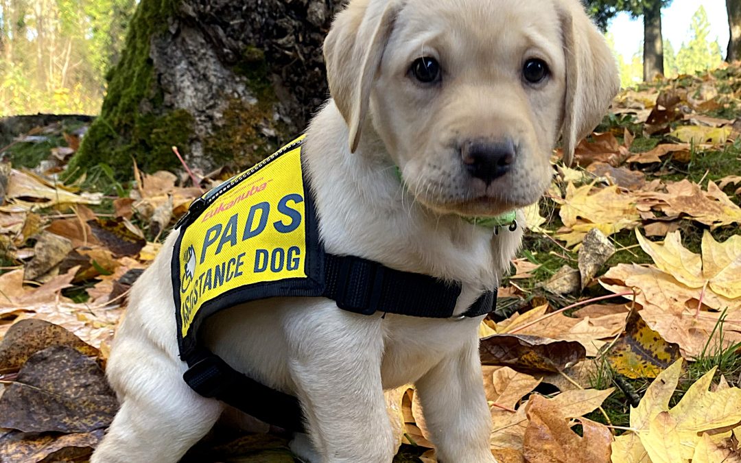 Puppy Program Trainer (Calgary) |  Accepting Applications