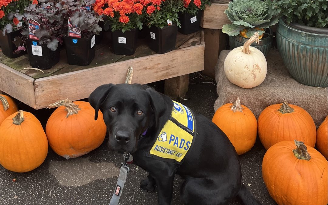 Cynder | October 2025