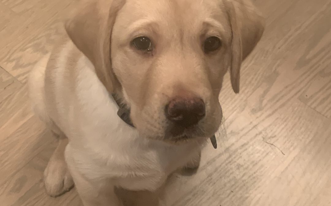 Jasper III | October 2025