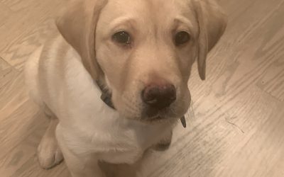 Jasper III | October 2025