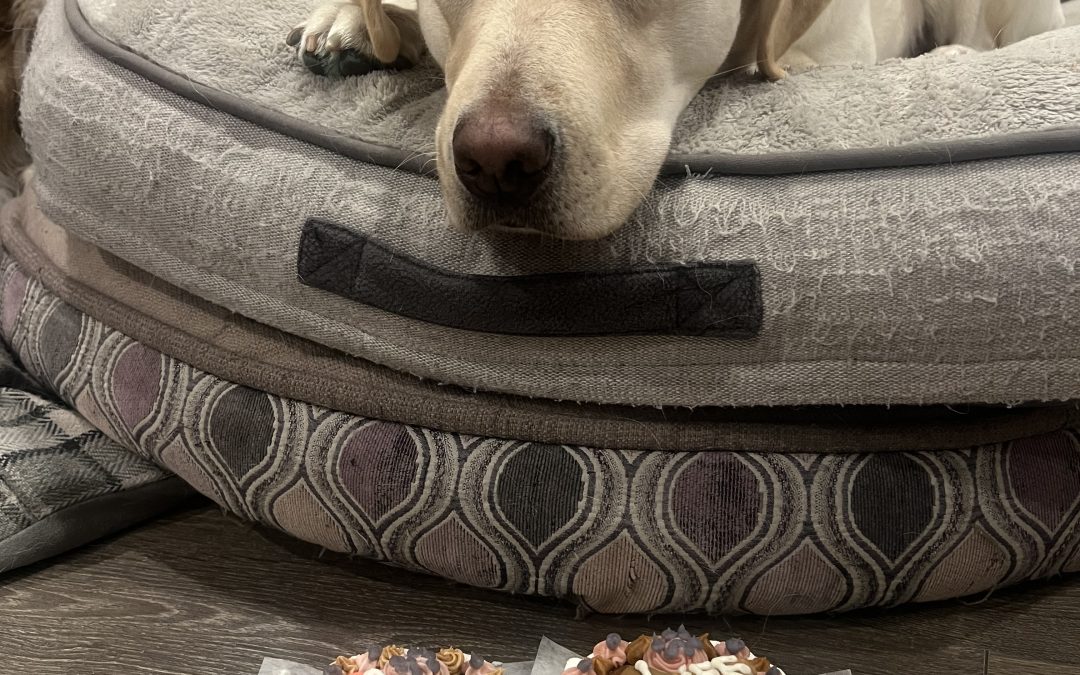 Fawn | November 2025