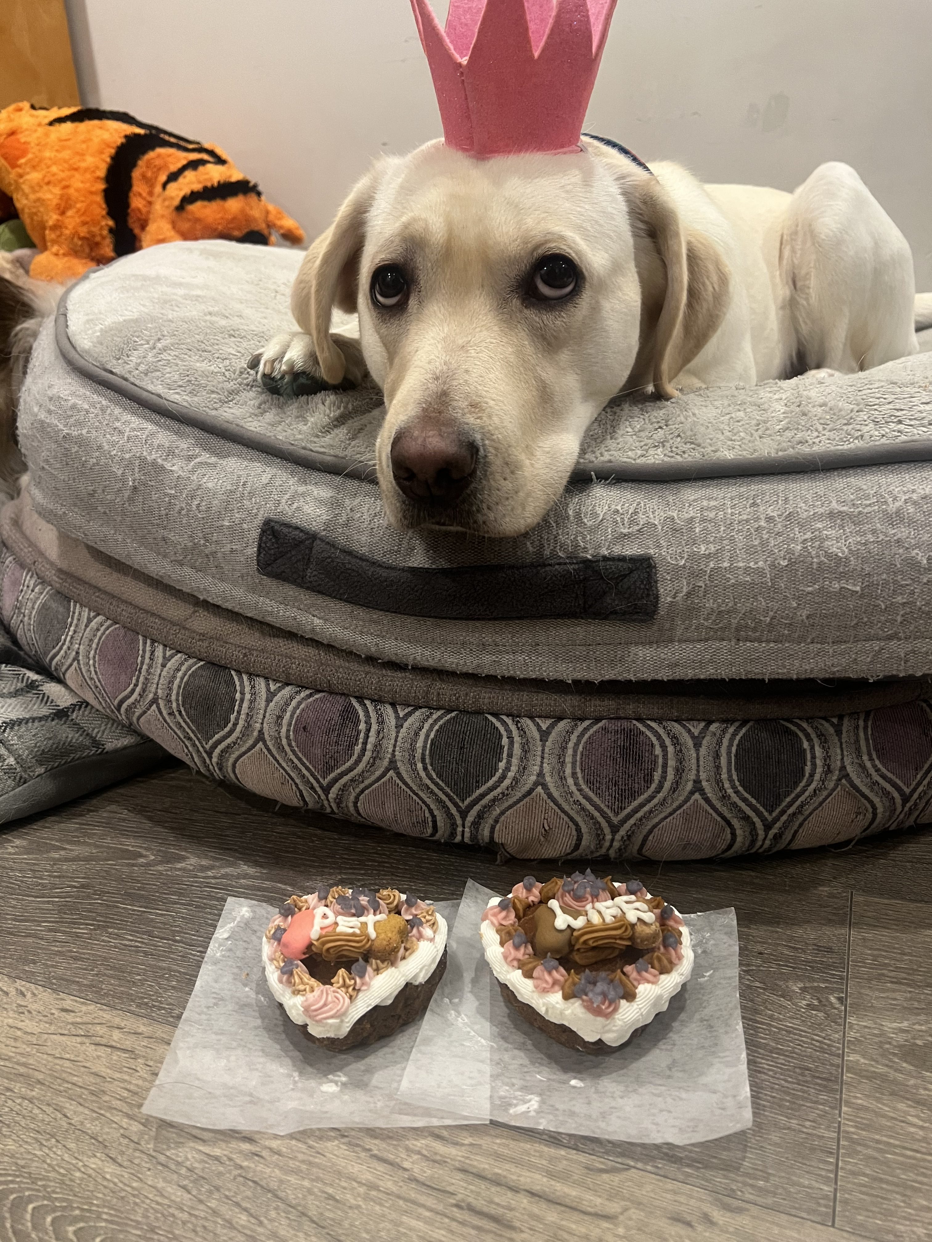 Fawn | November 2025