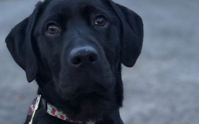 Brandy | October 2025