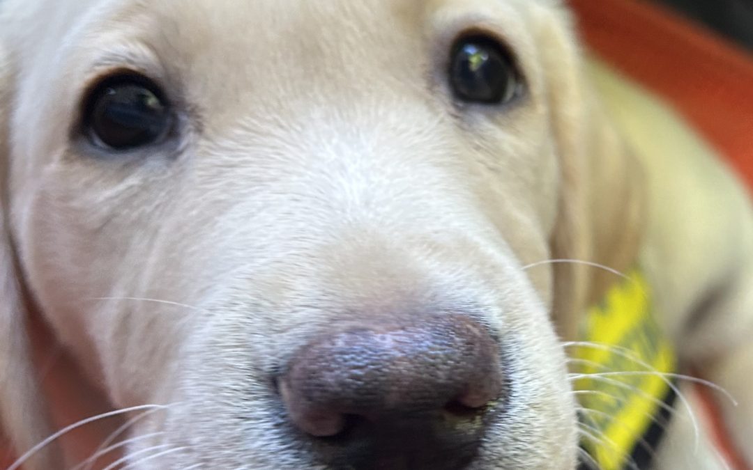 Carpie | August 2025