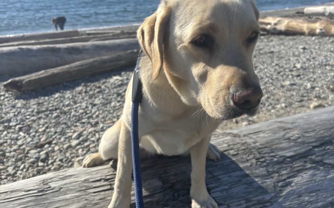 Tesla | October 2025