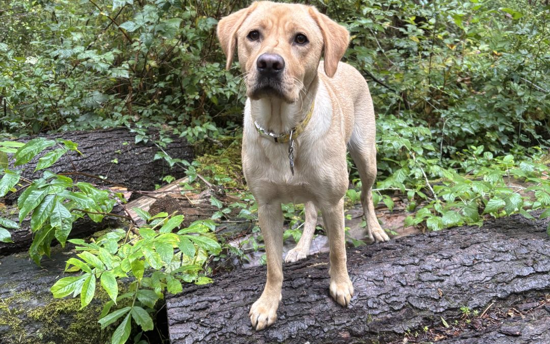 Burgie | October 2025