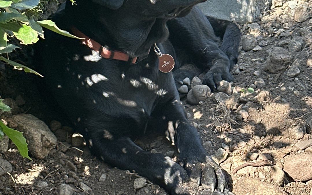 Goose II | October 2025