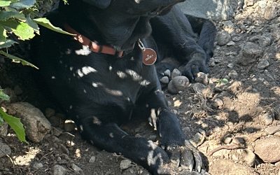 Goose II | October 2025