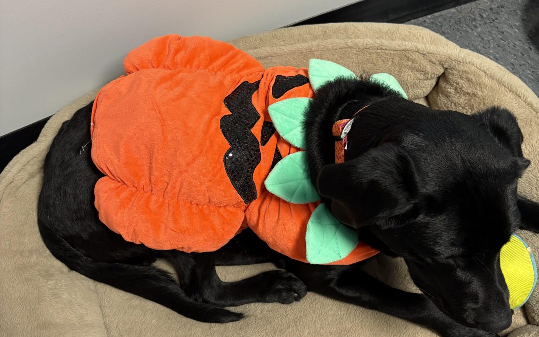 Bentley II | October 2025