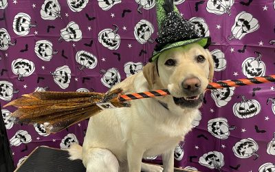 Fiddle | October 2025