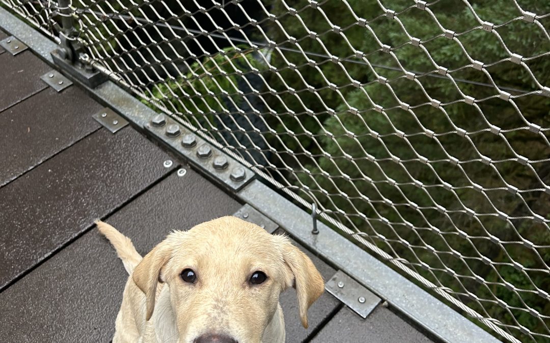 Carpie | September 2025