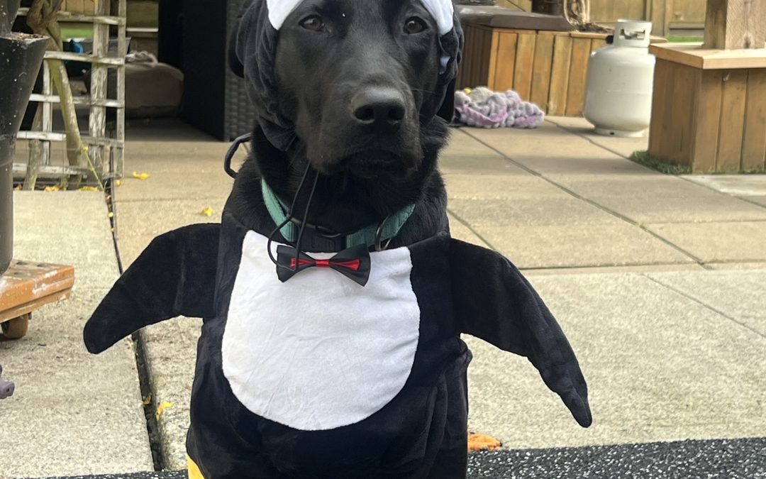 Kiara II | October 2025