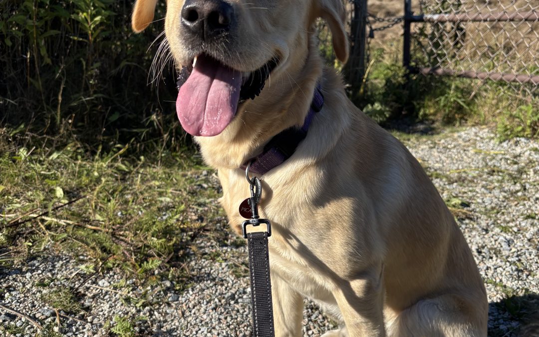 Picard | October 2025