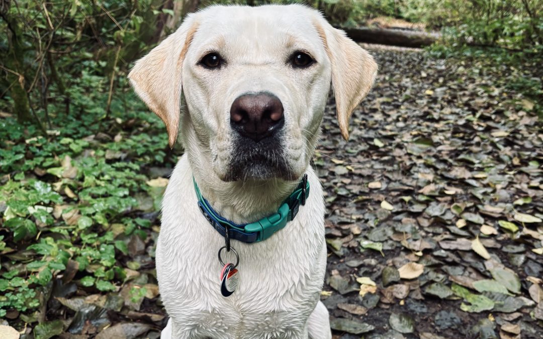 Gem II | October 2025