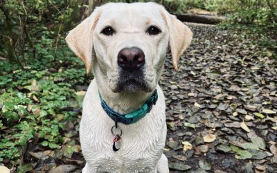 Gem II | October 2025