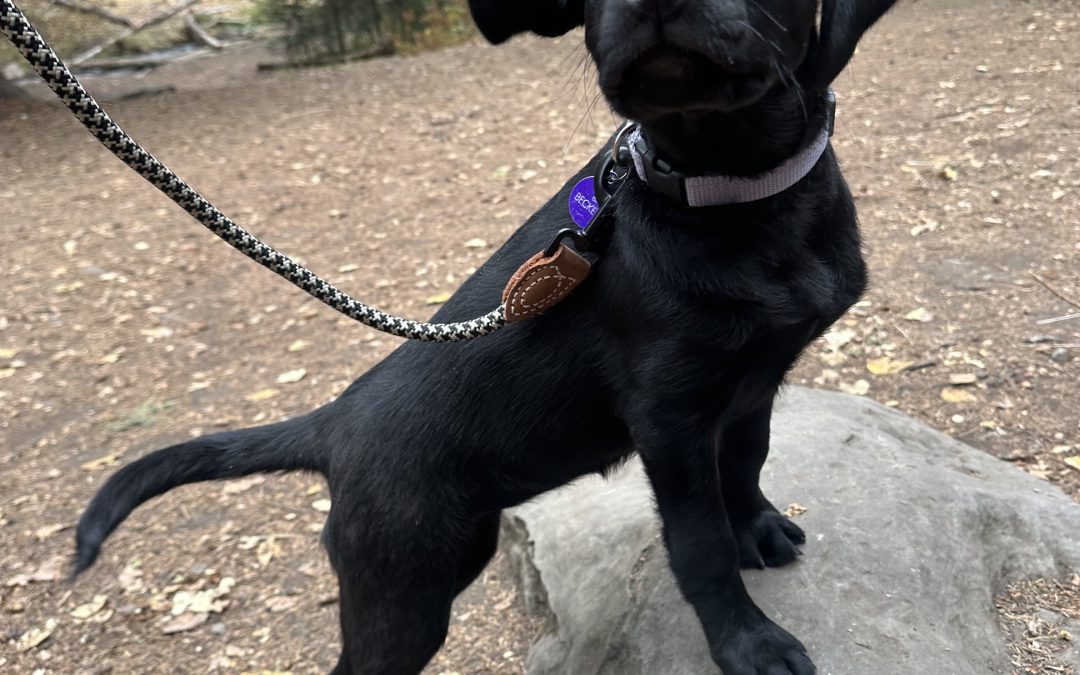 Beckett II | October 2025