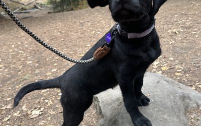 Beckett II | October 2025