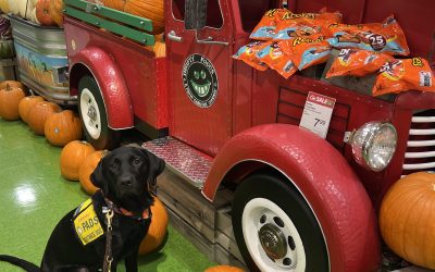 Chickpea | October 2025