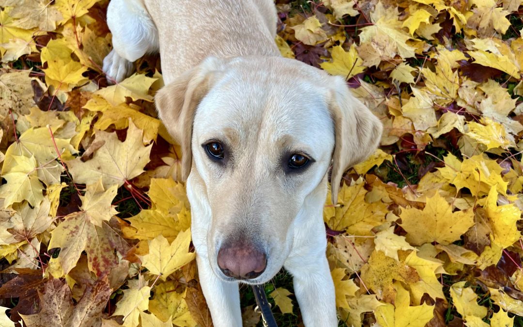 Lyriq | October 2025