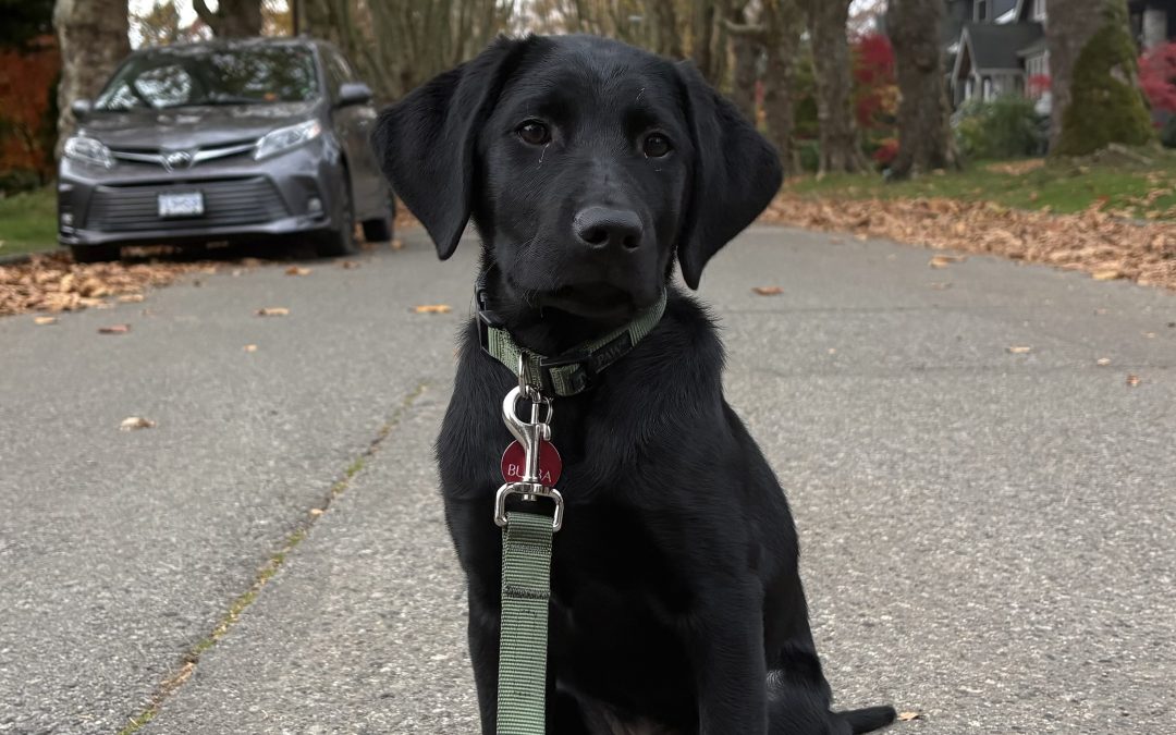 Bubba II | November 2025