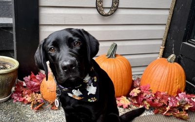 Meadow II | October 2025