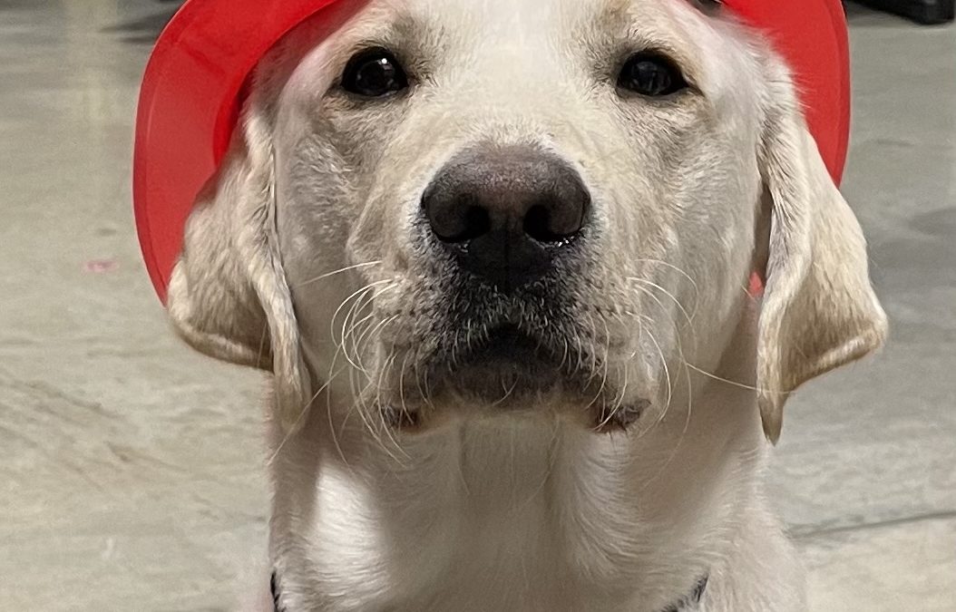 Falkor | November 2025