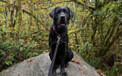 Mickey II | October 2025