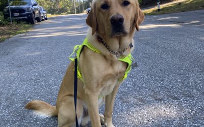 Momo II | October 2025