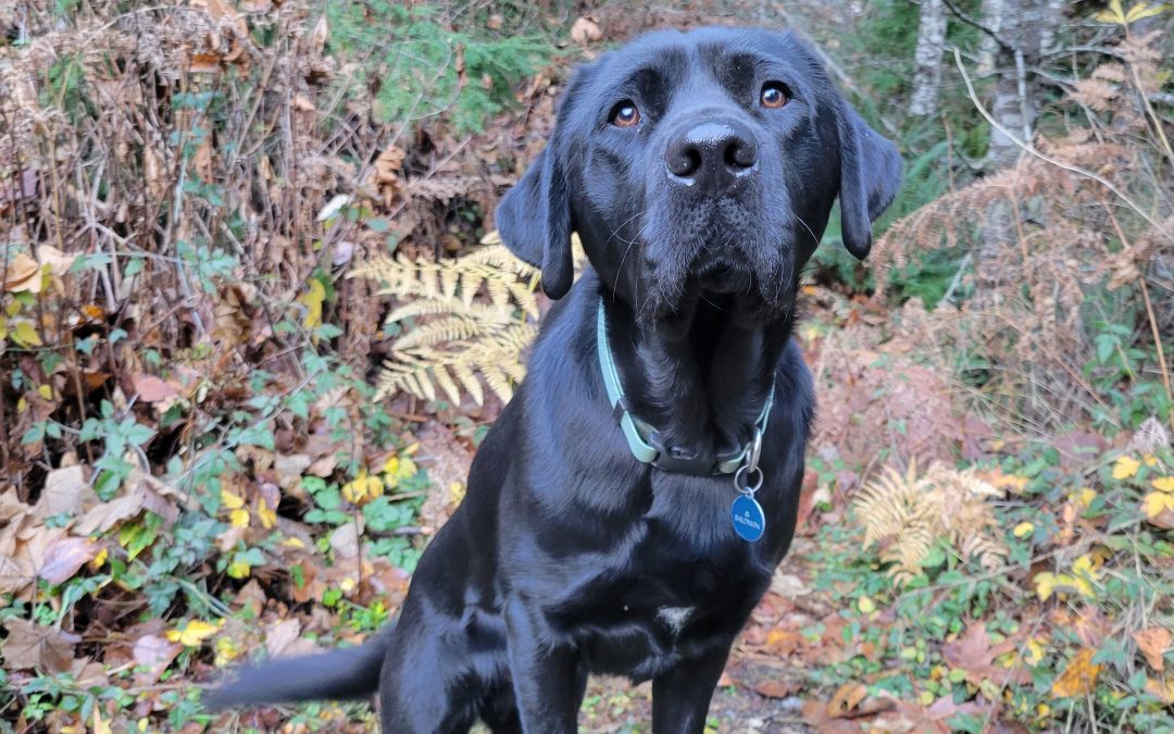 Baldwin | November 2025