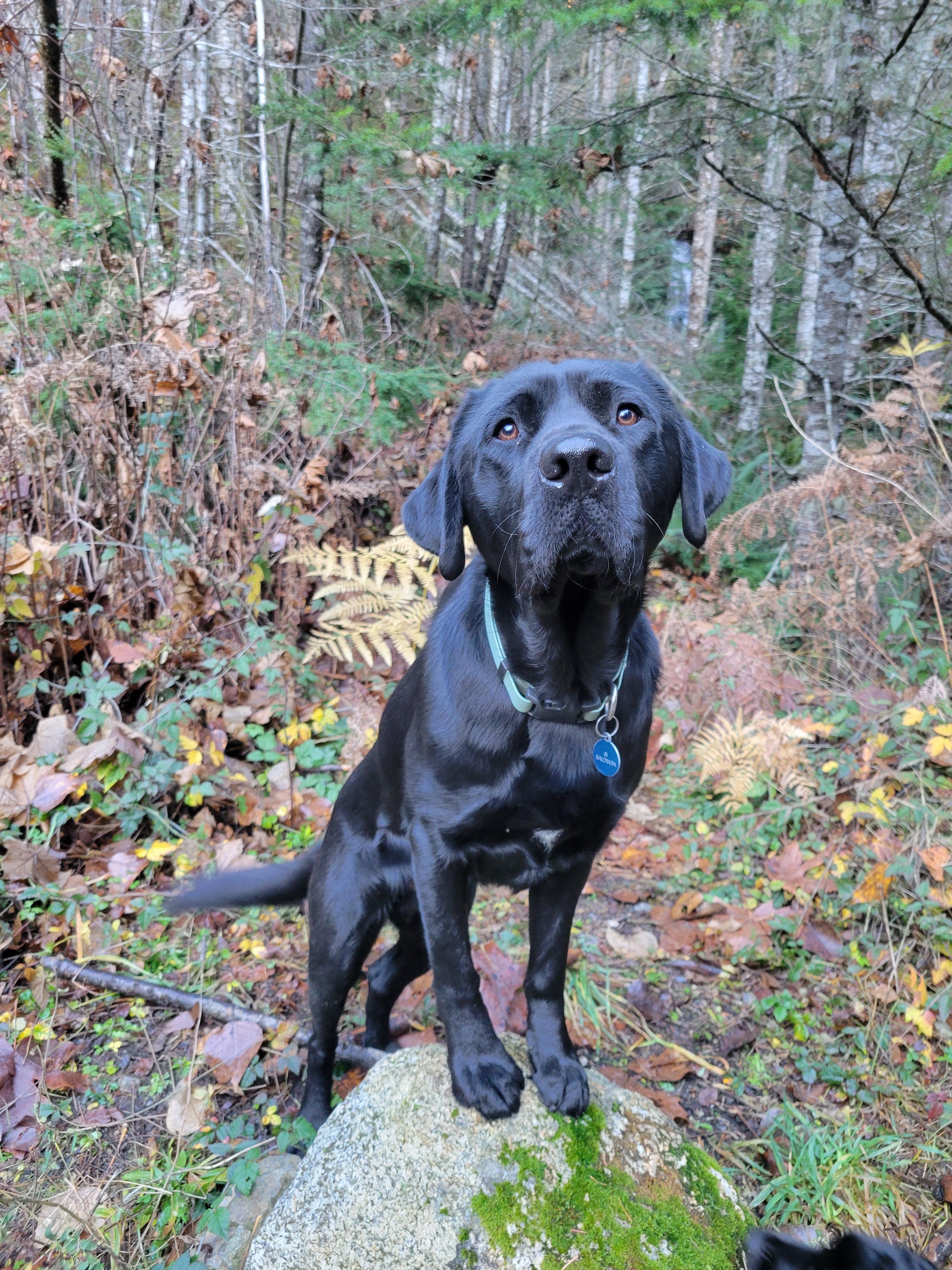 Baldwin | November 2025