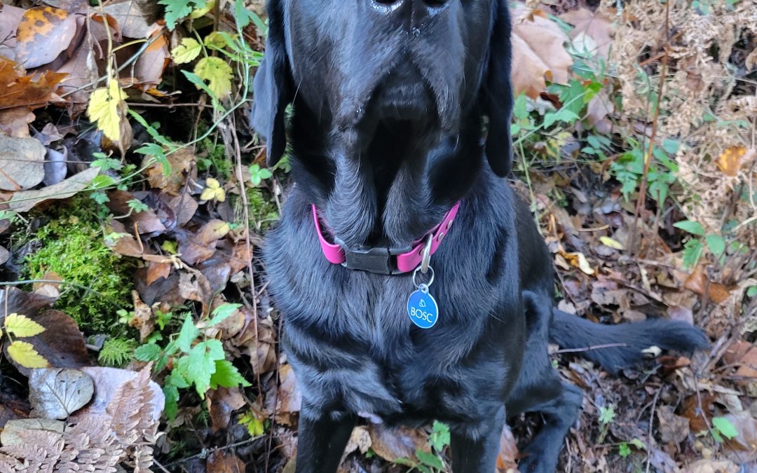 Bosc | November 2025