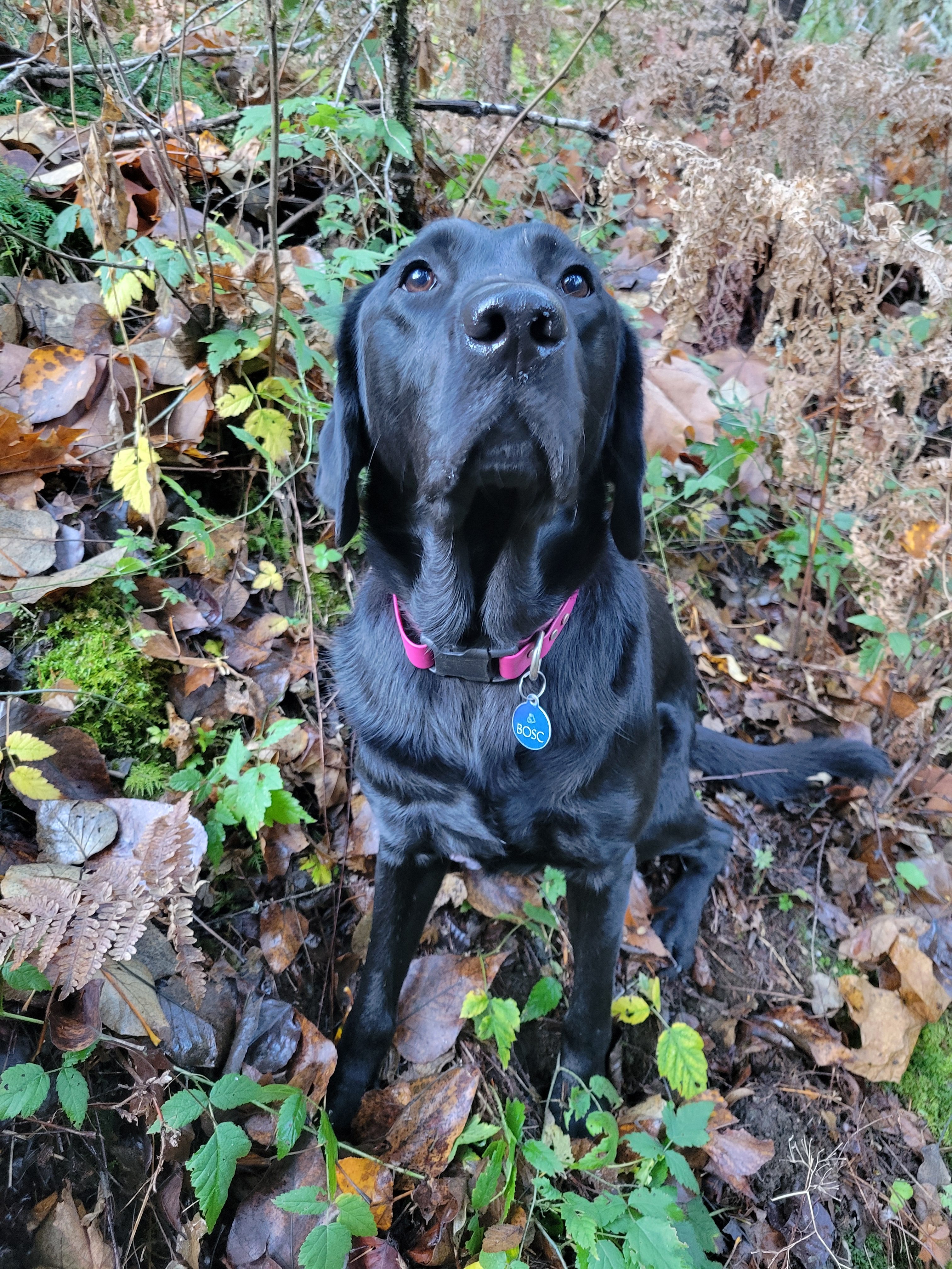 Bosc | November 2025