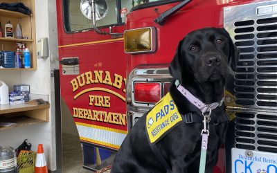 Poppy III | October 2025