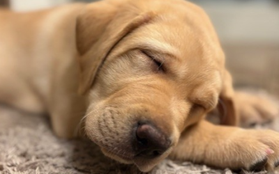 Available for Adoption: Abba